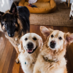 Dog Poop Pickup in Pinckney, Michigan