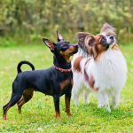 Dog Poop Pickup in Pinckney, Michigan