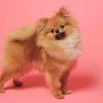 Dog Poop Pickup in Pinckney, Michigan