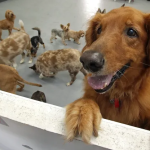 Dog Poop Pickup in Pinckney, Michigan