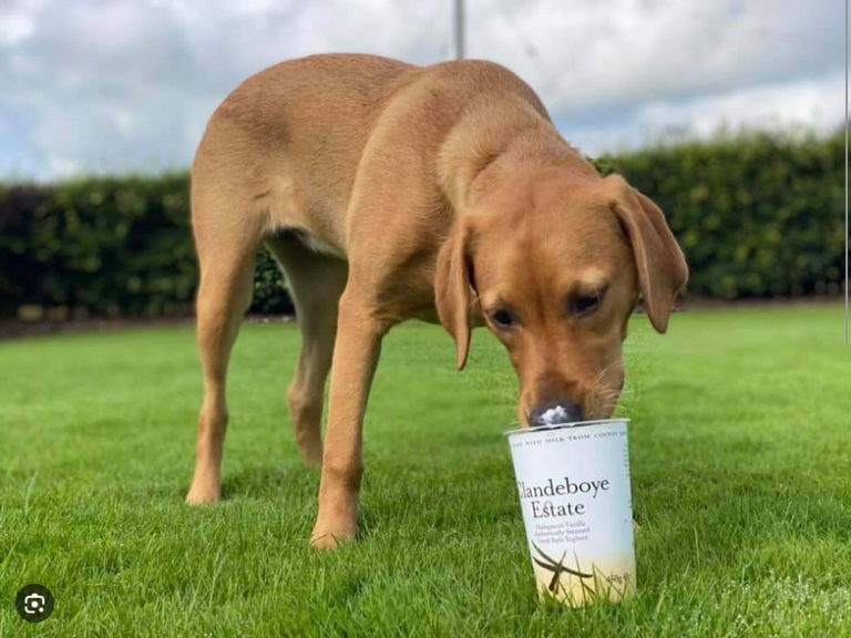 Dog Poop Pickup in Pinckney, Michigan