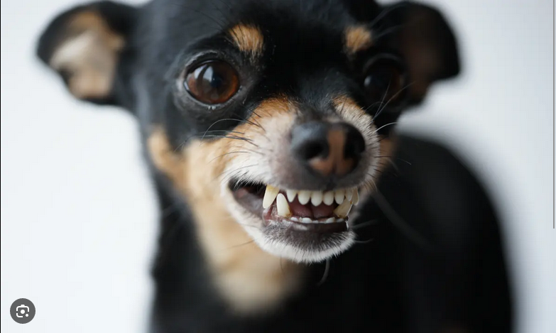 Dog Poop Pickup in Pinckney, Michigan